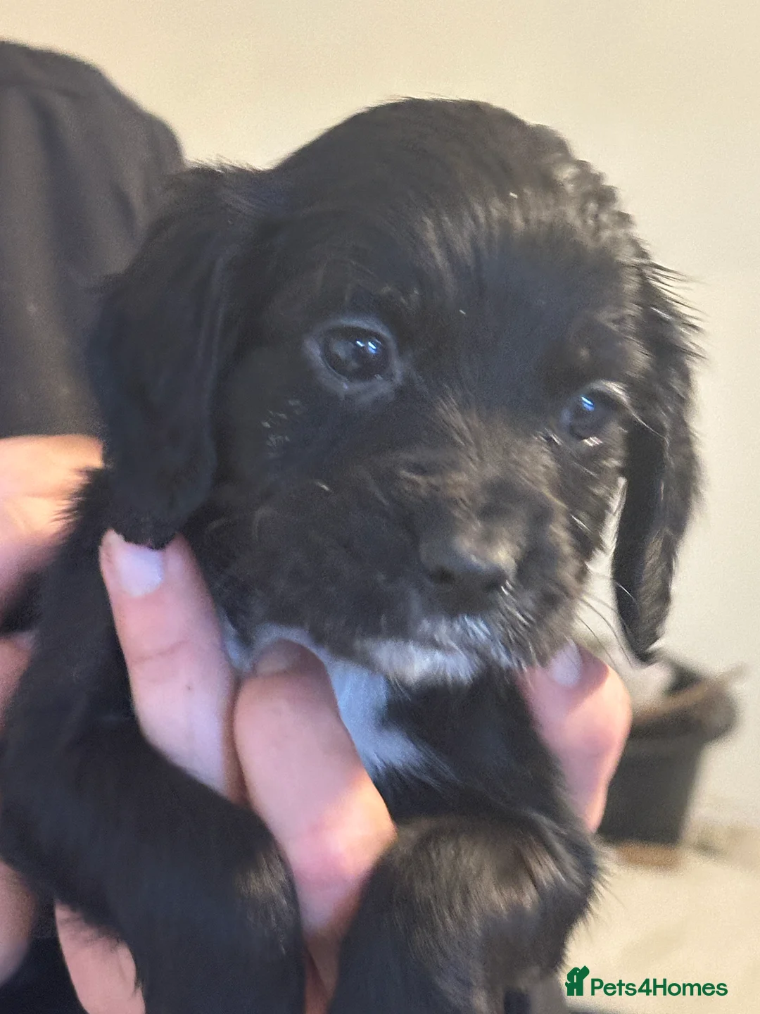 Cocker Spaniel dogs for sale: 1,500 - Advert 2