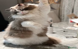 Ragdoll cats for stud: 5 Pedigree TICA European Famous R-Bloodline  in London - Image 5