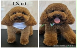 Cavapoo dogs for sale: Adorable Cavapoo Puppies - Image 7