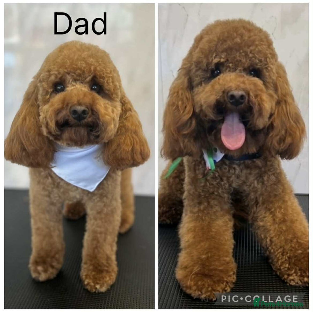 Cavapoo dogs for sale: Adorable Cavapoo Puppies - Image 7