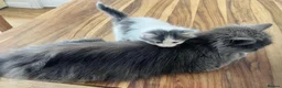 Persian cats for sale: Beautiful Persian Kittens Ready for Forever Homes - Advert 14