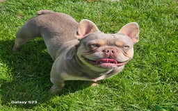 French Bulldog dogs for stud: NEW SHADE/ISABELLA AND TAN, PINK, FLUFFY  in Dunoon - Image 5