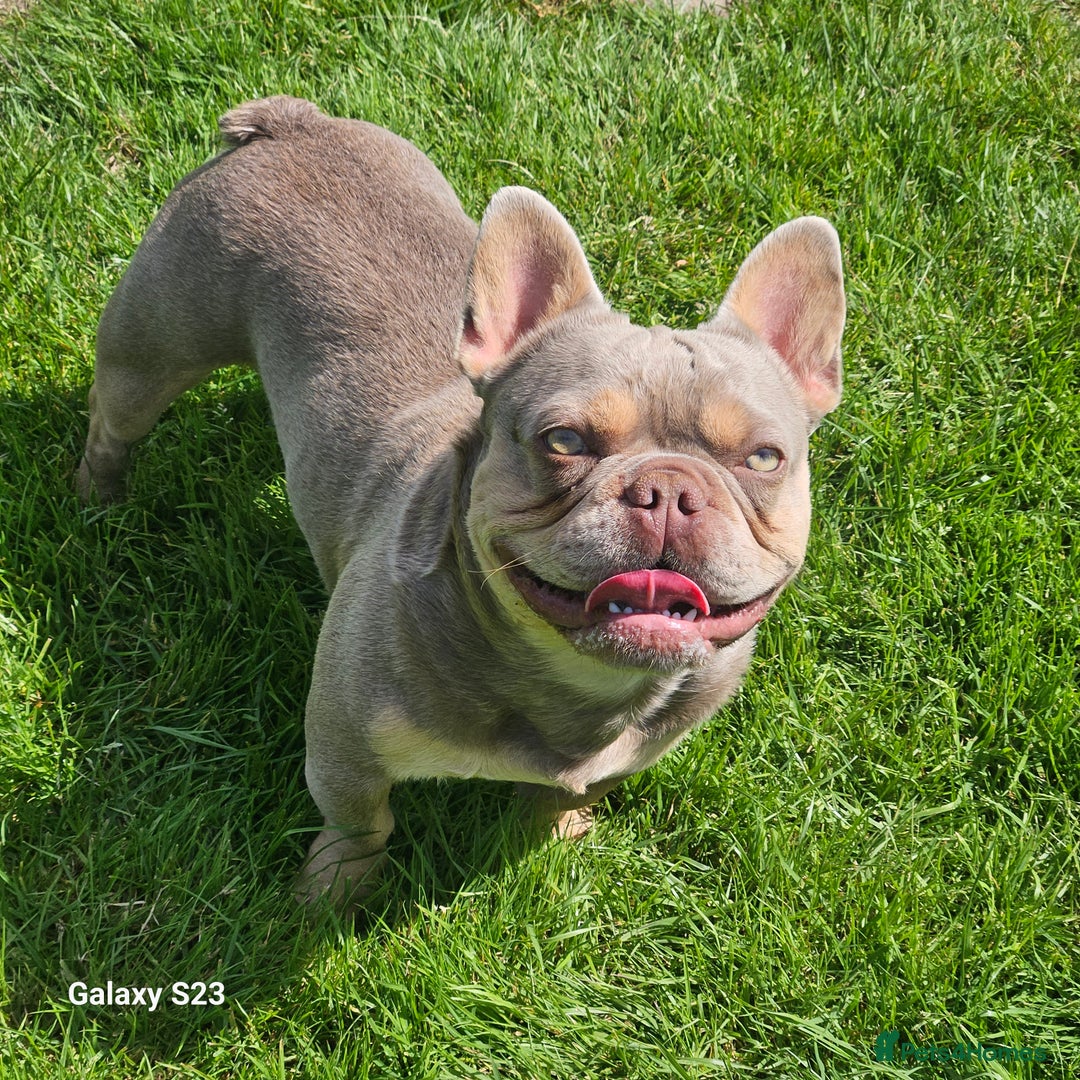 French Bulldog dogs for stud: NEW SHADE/ISABELLA AND TAN, PINK, FLUFFY  in Dunoon - Image 5