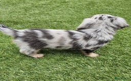 Miniature Dachshund dogs for sale: KC Long Haired Cream Carriers Miniature Dachshunds - Image 4