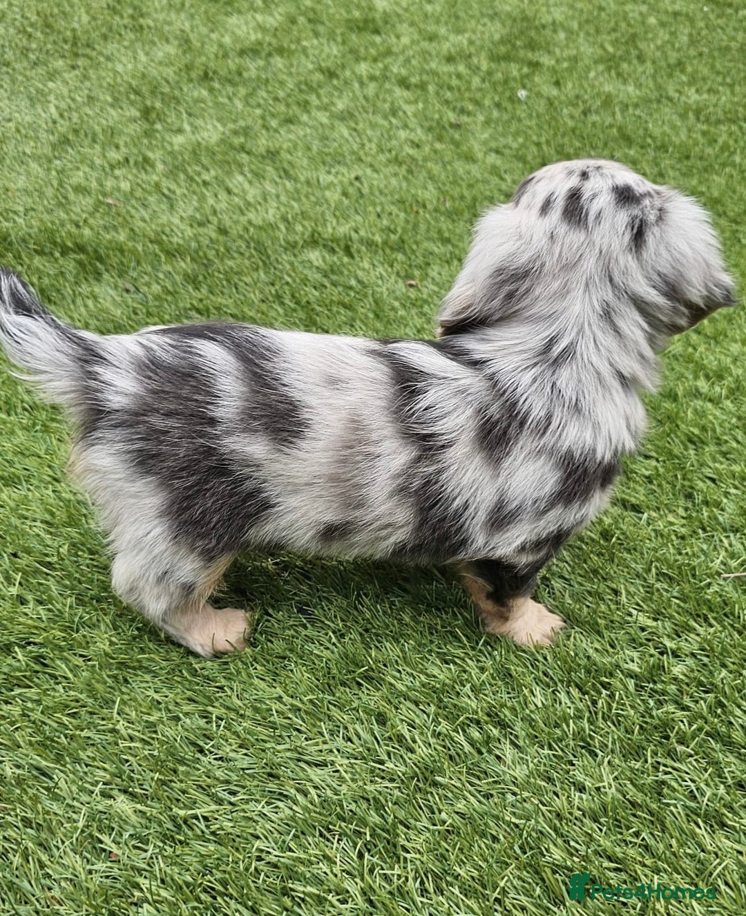 Miniature Dachshund dogs for sale: KC Long Haired Cream Carriers Miniature Dachshunds - Image 4