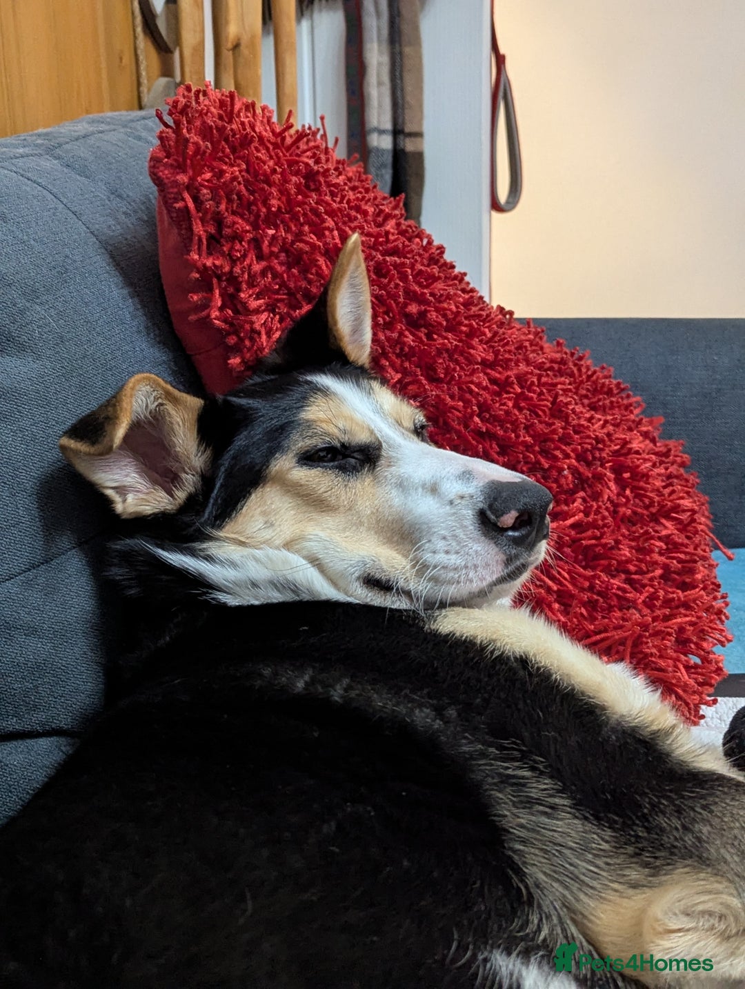 Mixed Breed dogs for adoption: ESSIE  - Advert 4