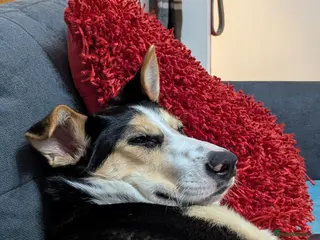 Mixed Breed dogs ESSIE - Advert 1