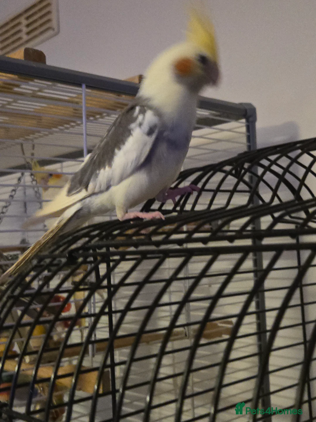 Cockatiels birds for sale: 2 baby cockatiels  - Advert 3