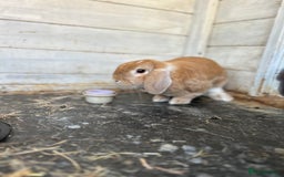 Mini Lop rabbits for sale: 2 x mini lop rabbits  - Image 5
