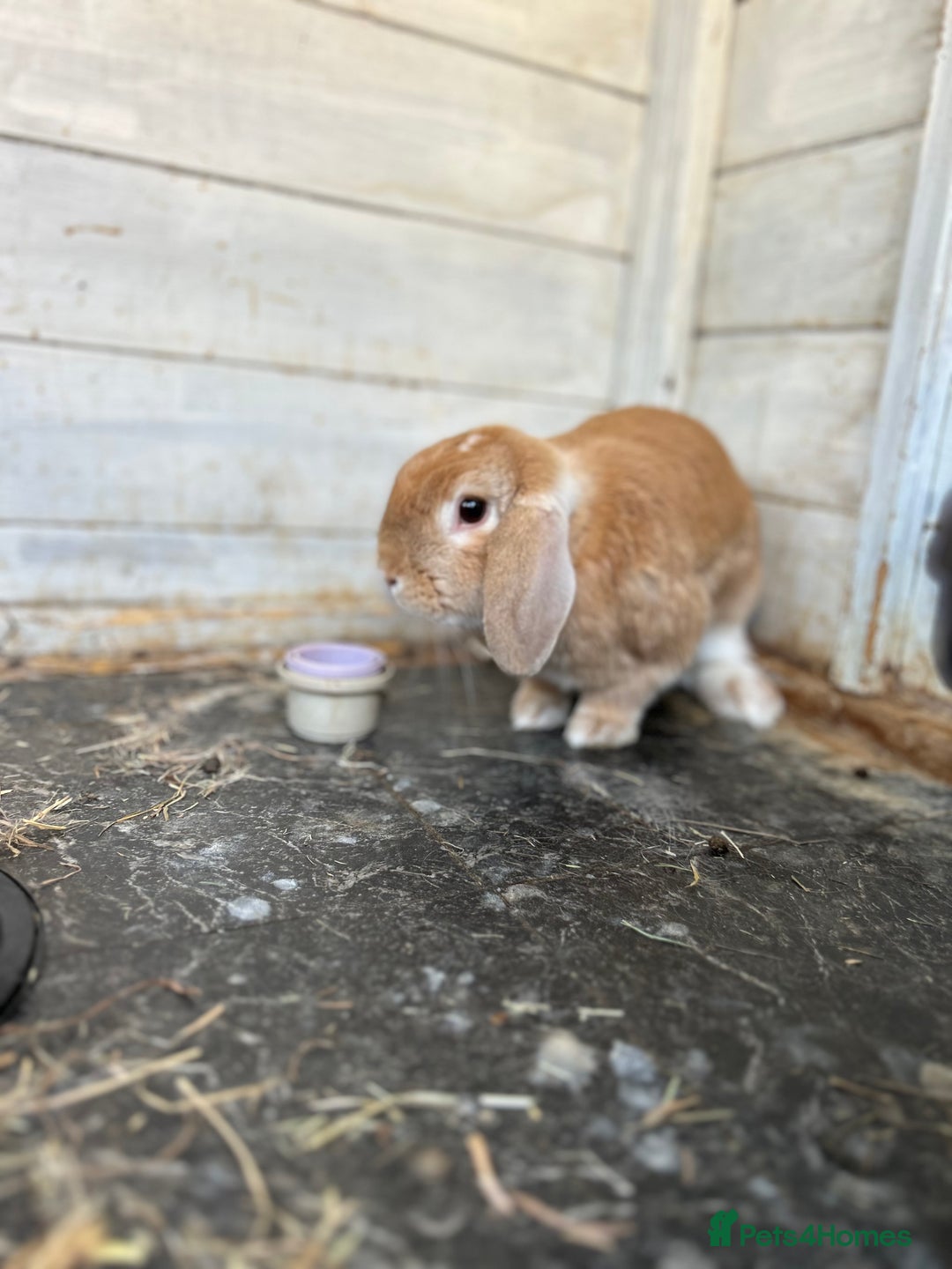 Mini Lop rabbits for sale: 2 x mini lop rabbits  - Image 5