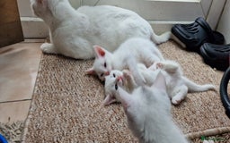 Mixed Breed cats for sale: White kittens. Ready Now. £150 each - Image 3