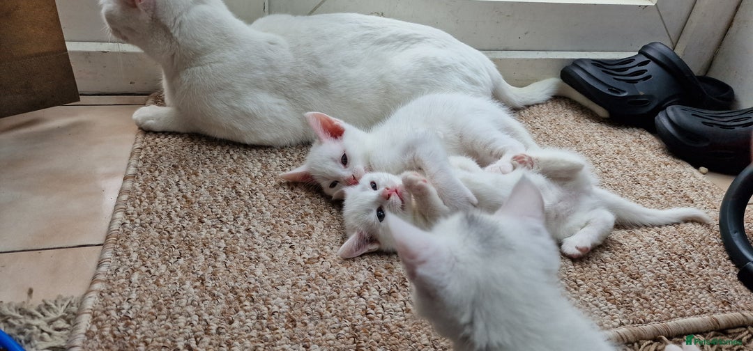 Mixed Breed cats for sale: White kittens. Ready Now. £150 each - Image 3