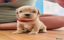 Mixed Breed dogs for sale: Gorgeous Cavapoochon Puppies 🐶  - Image 5