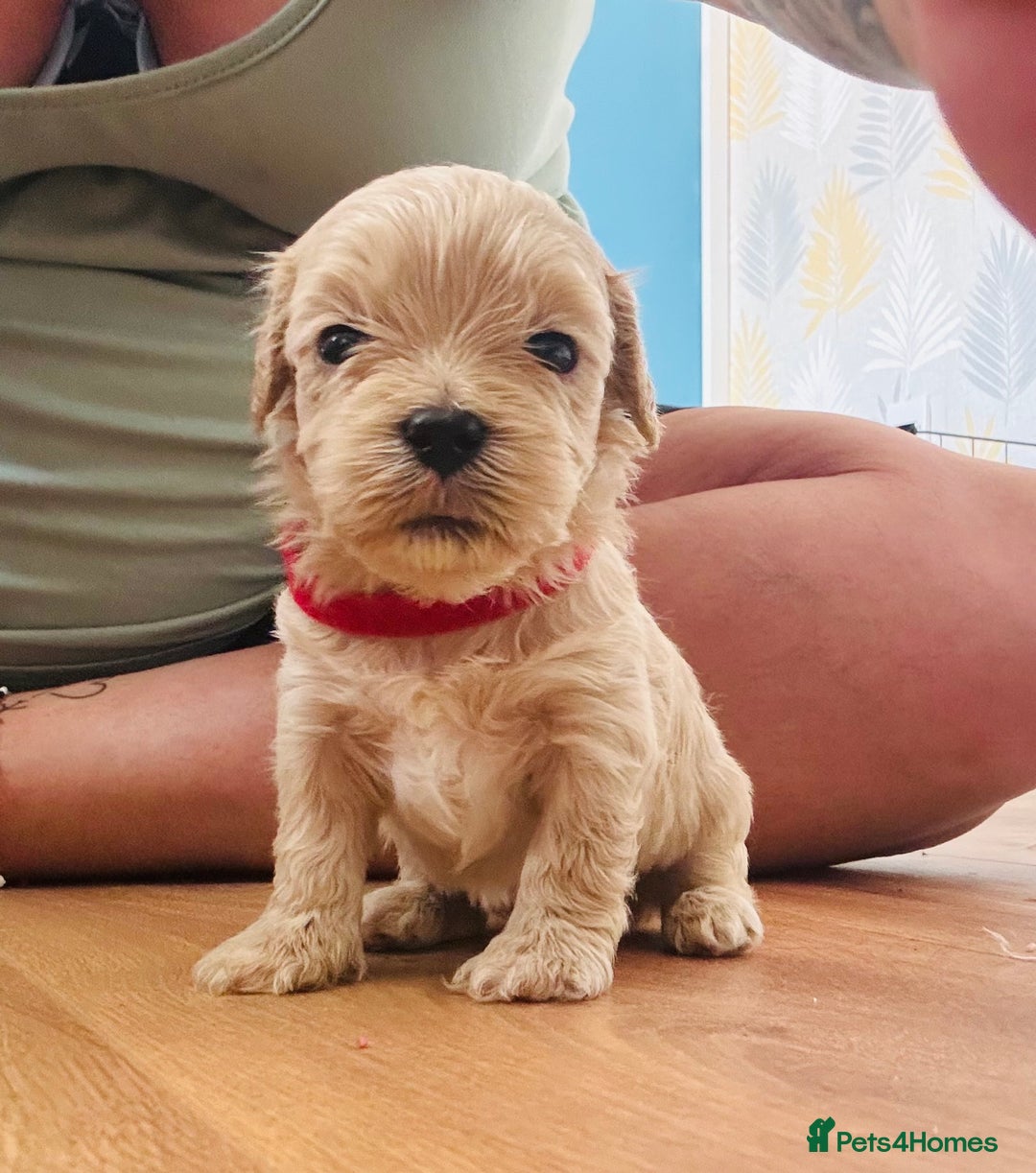 Mixed Breed dogs for sale: Gorgeous Cavapoochon Puppies 🐶  - Image 5
