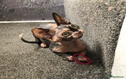 Sphynx cats for sale: ** Glittery Blue/Cream Torti Sphynx Girl ** - Image 7