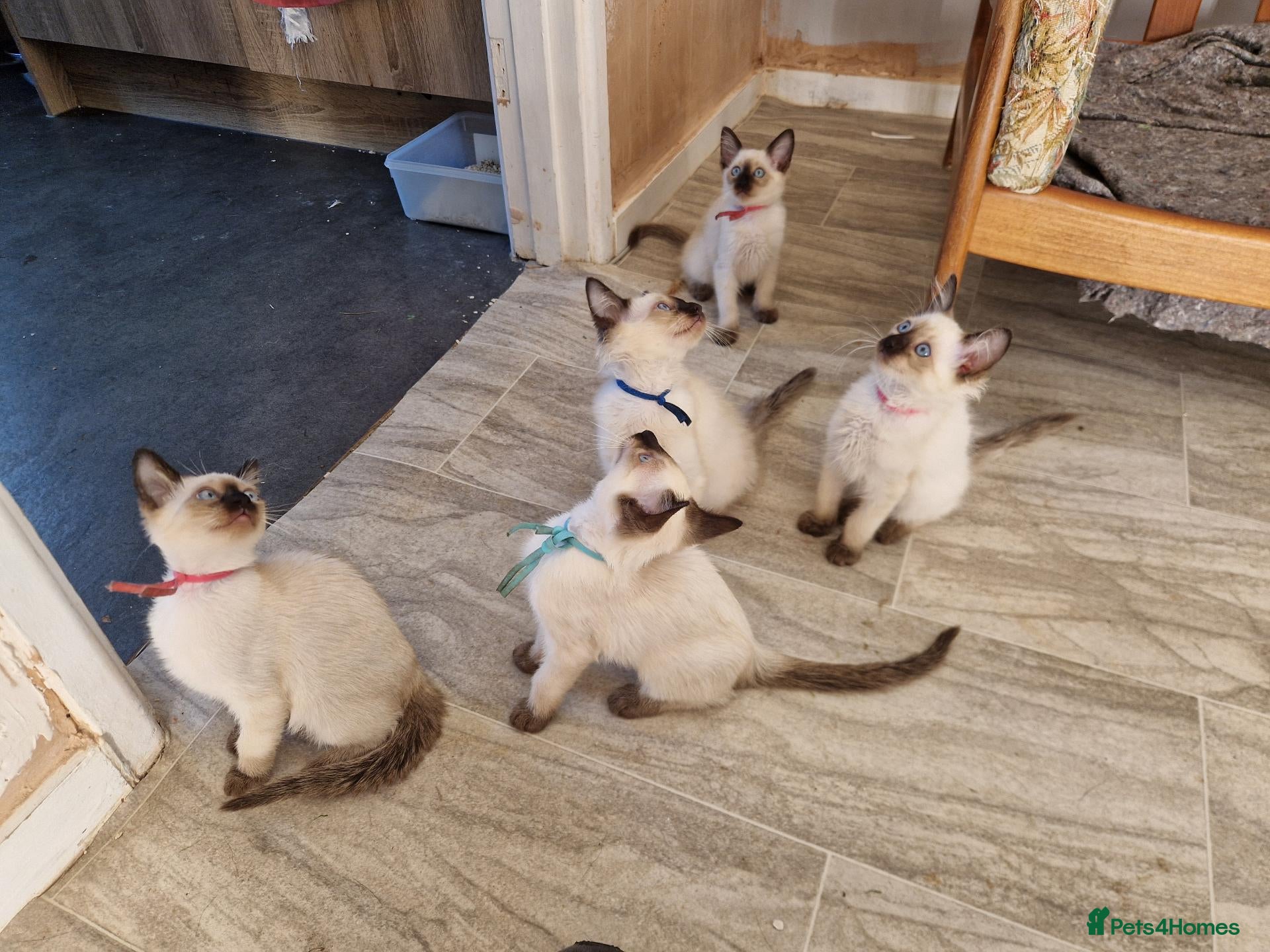 Siamese cats Old Style Siamese Kittens For Sale - Advert 1