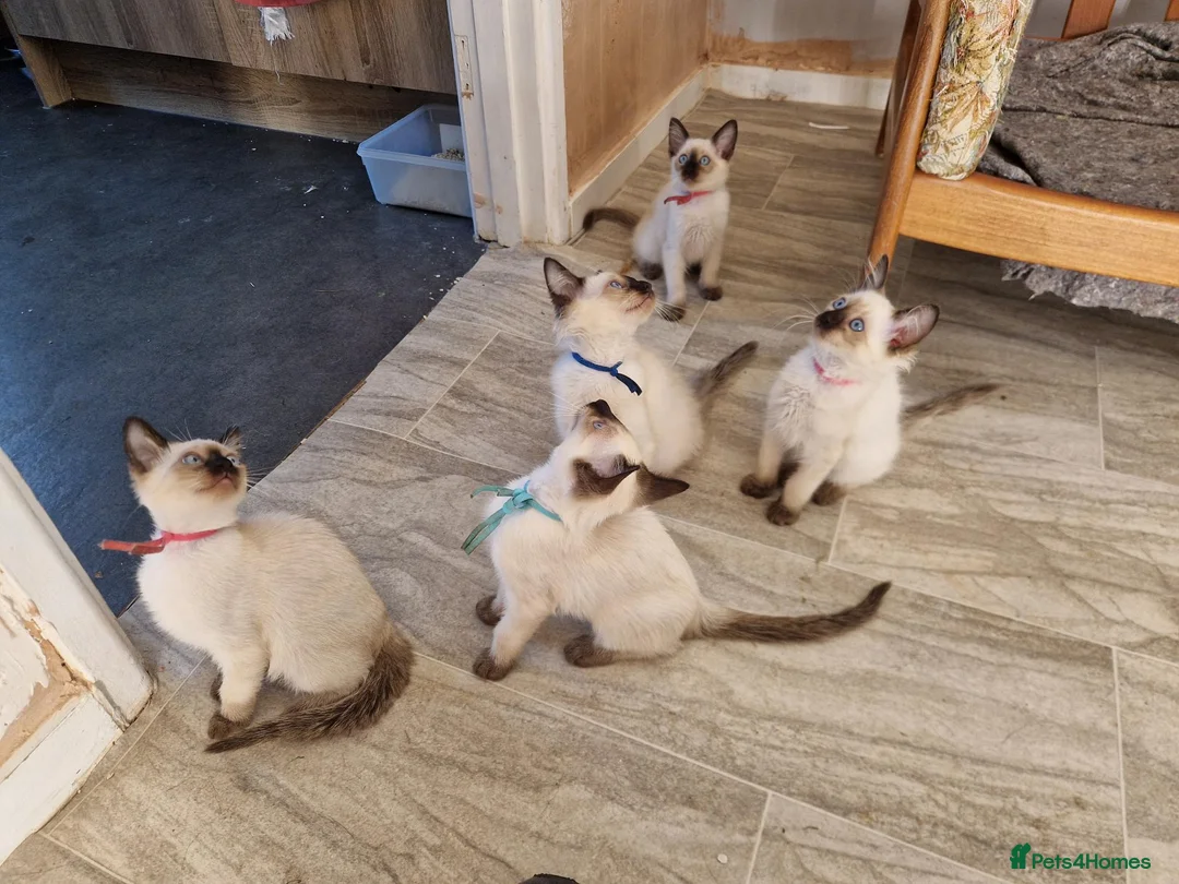 Siamese cats for sale: Old Style Siamese Kittens For Sale in Abingdon - Advert 1