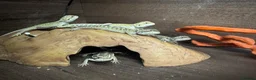 Bearded Dragon reptiles for sale: Baby bearded dragons.. in Lowestoft - Advert 3