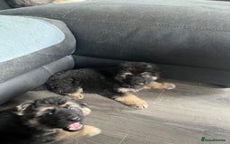 German Shepherd dogs for sale: Amazing fluffy German shepherd puppies  - Image 6