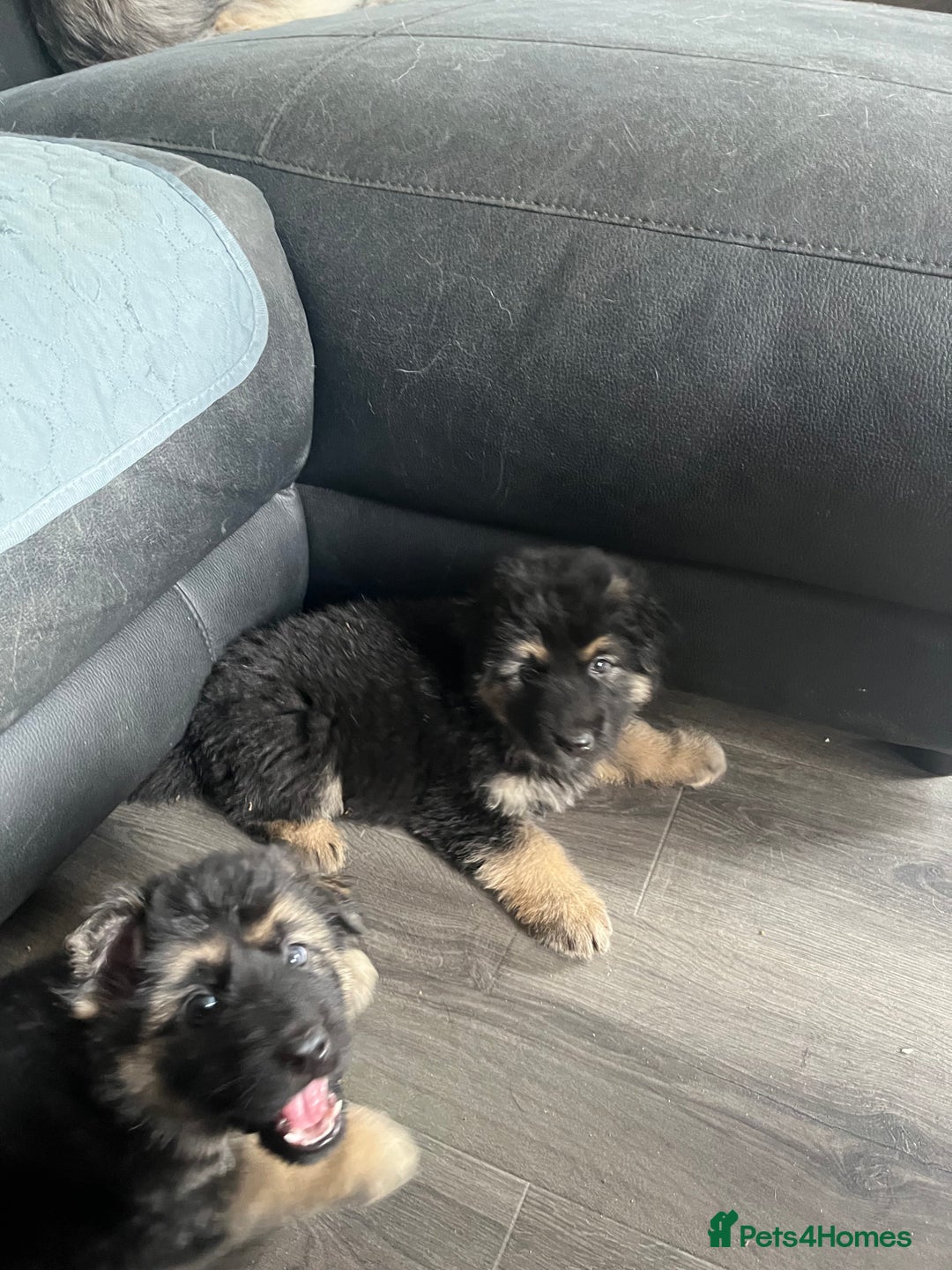 German Shepherd dogs for sale: Amazing fluffy German shepherd puppies  - Image 6