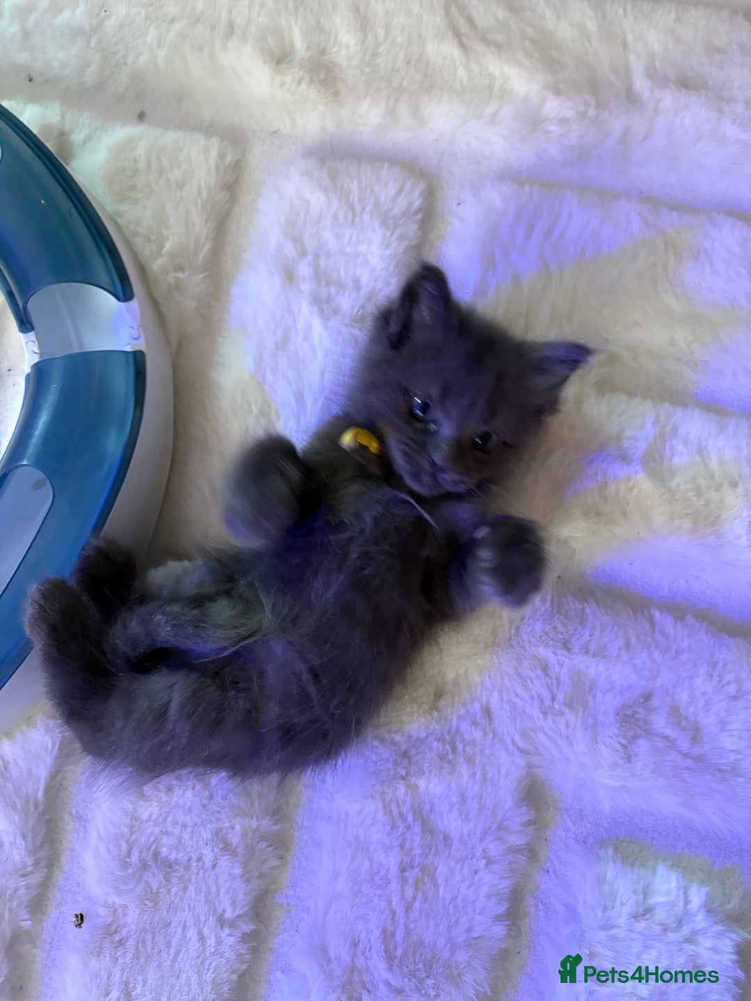 Ragcoon cats for sale: Last Female Ragcoon kitten - ready to leave - Advert 8