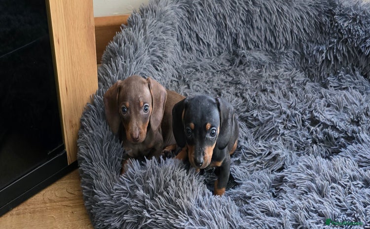 Miniature Dachshund dogs - Advert 8