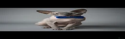 Sphynx cats for sale:     Exceptional TICA Sphynx Kittens  - Advert 4