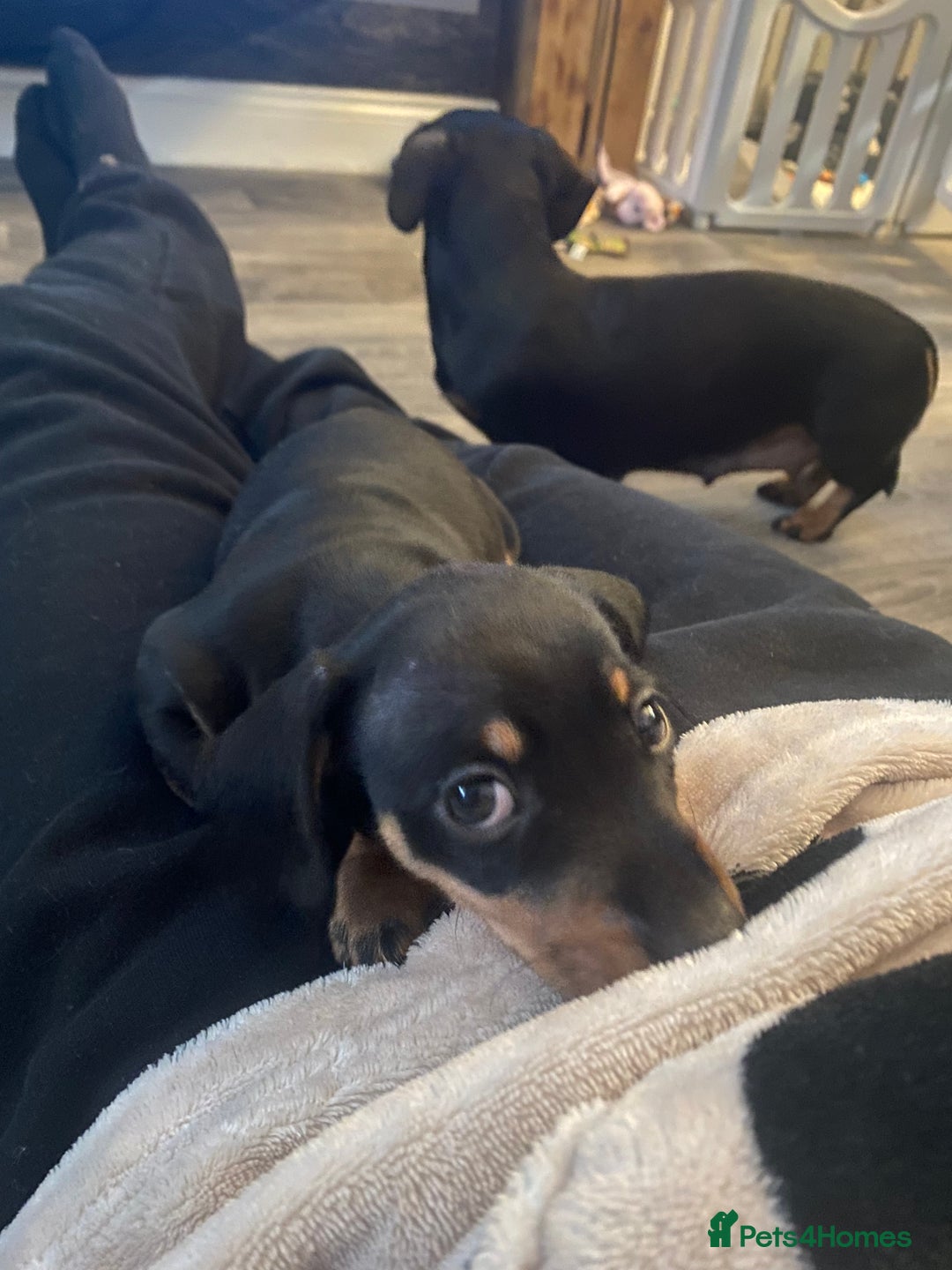 Miniature Dachshund dogs for sale: REDUCED One female stunning miniature dachshund - Advert 13