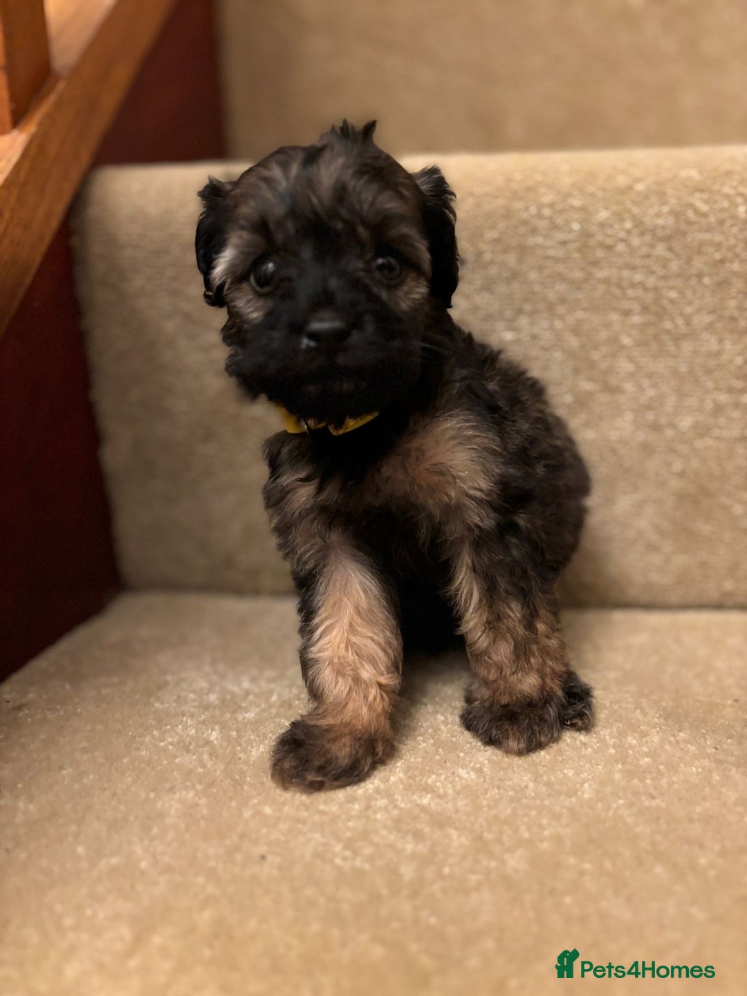 Cavapoo dogs for sale: F1A Cavapoos - Advert 27