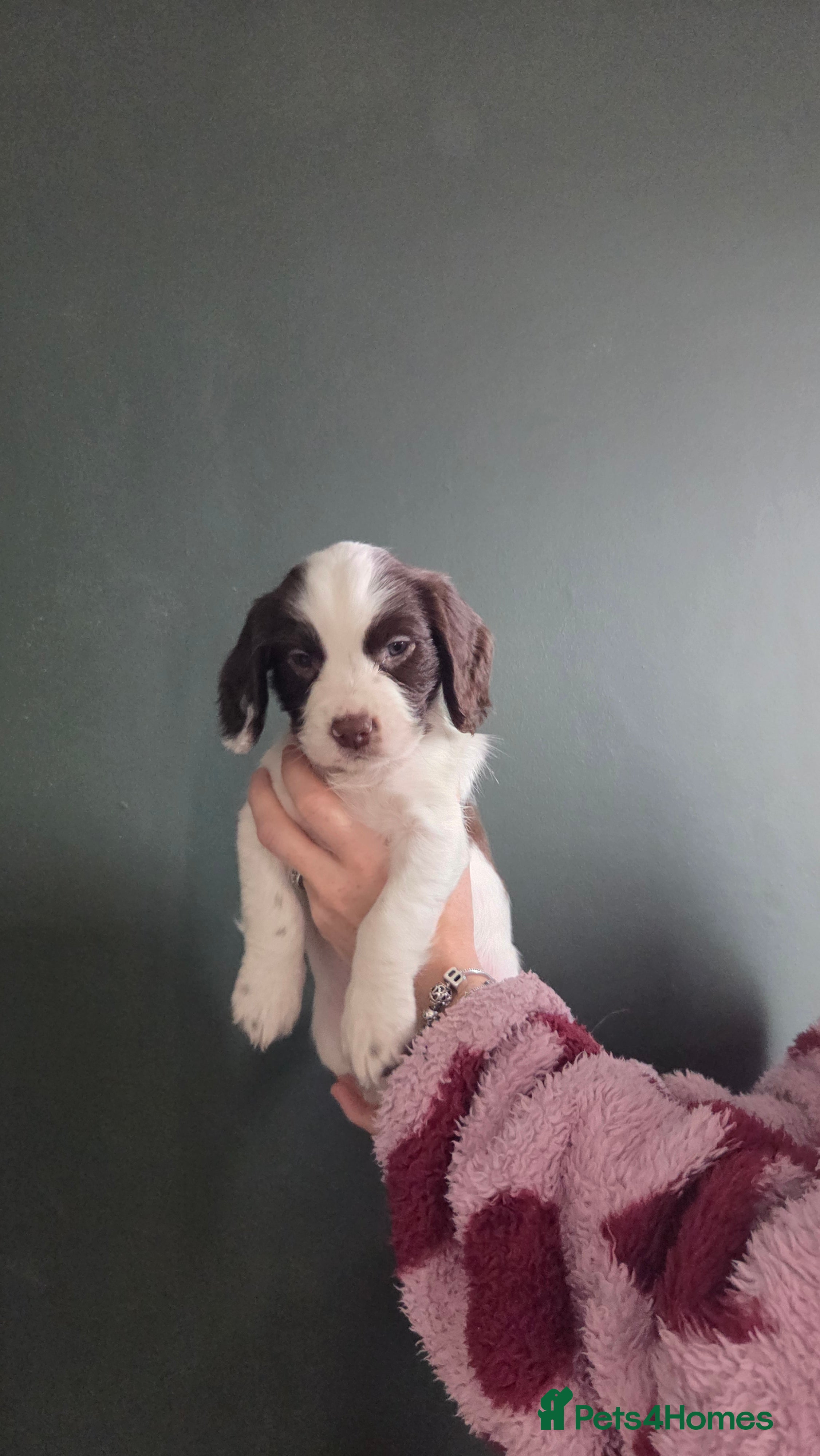 Sprocker dogs Six Springer/Cocker Spaniels.  - Advert 18