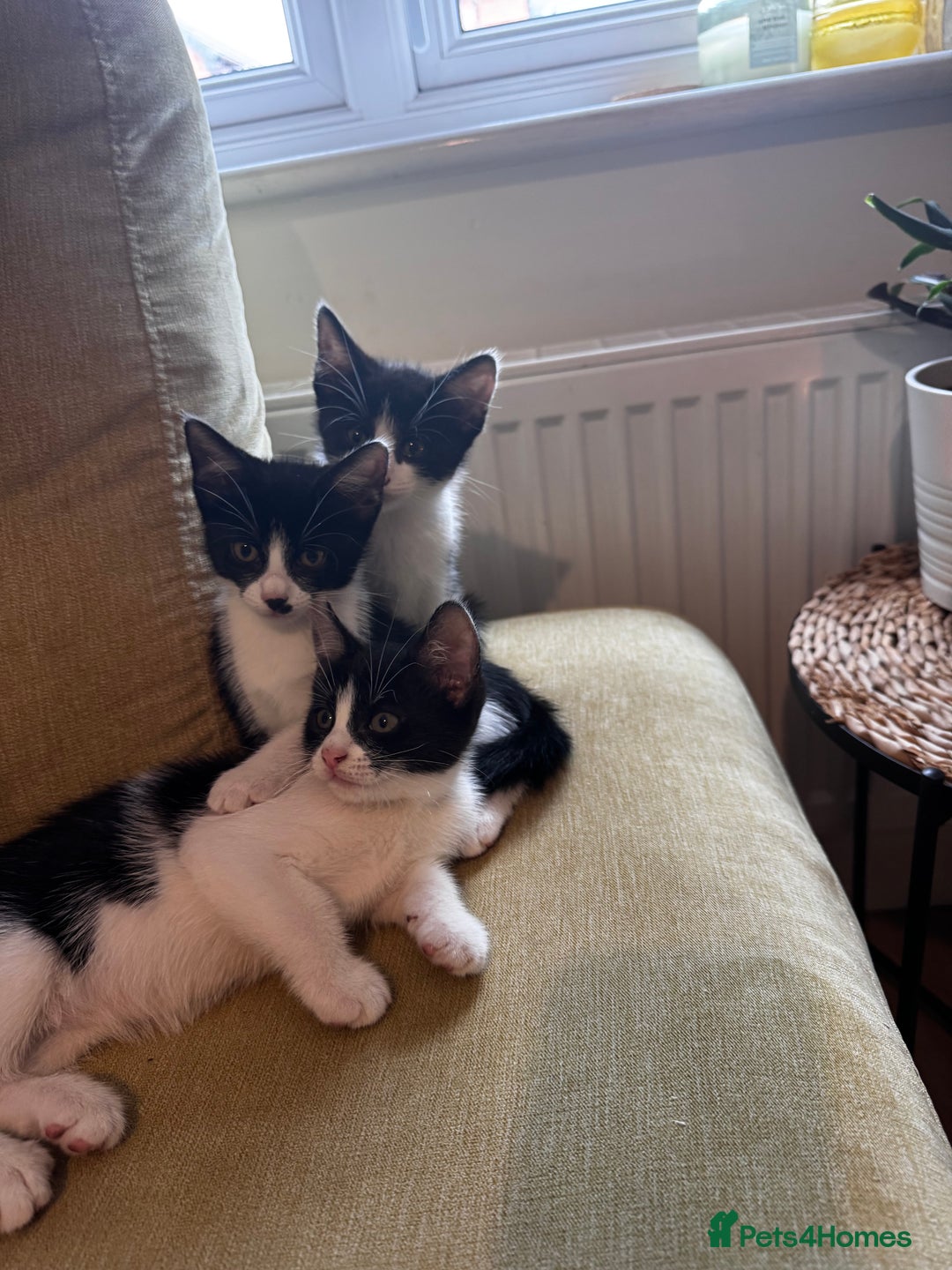Mixed Breed cats for sale: 3 lovley kittens for sale - Image 2