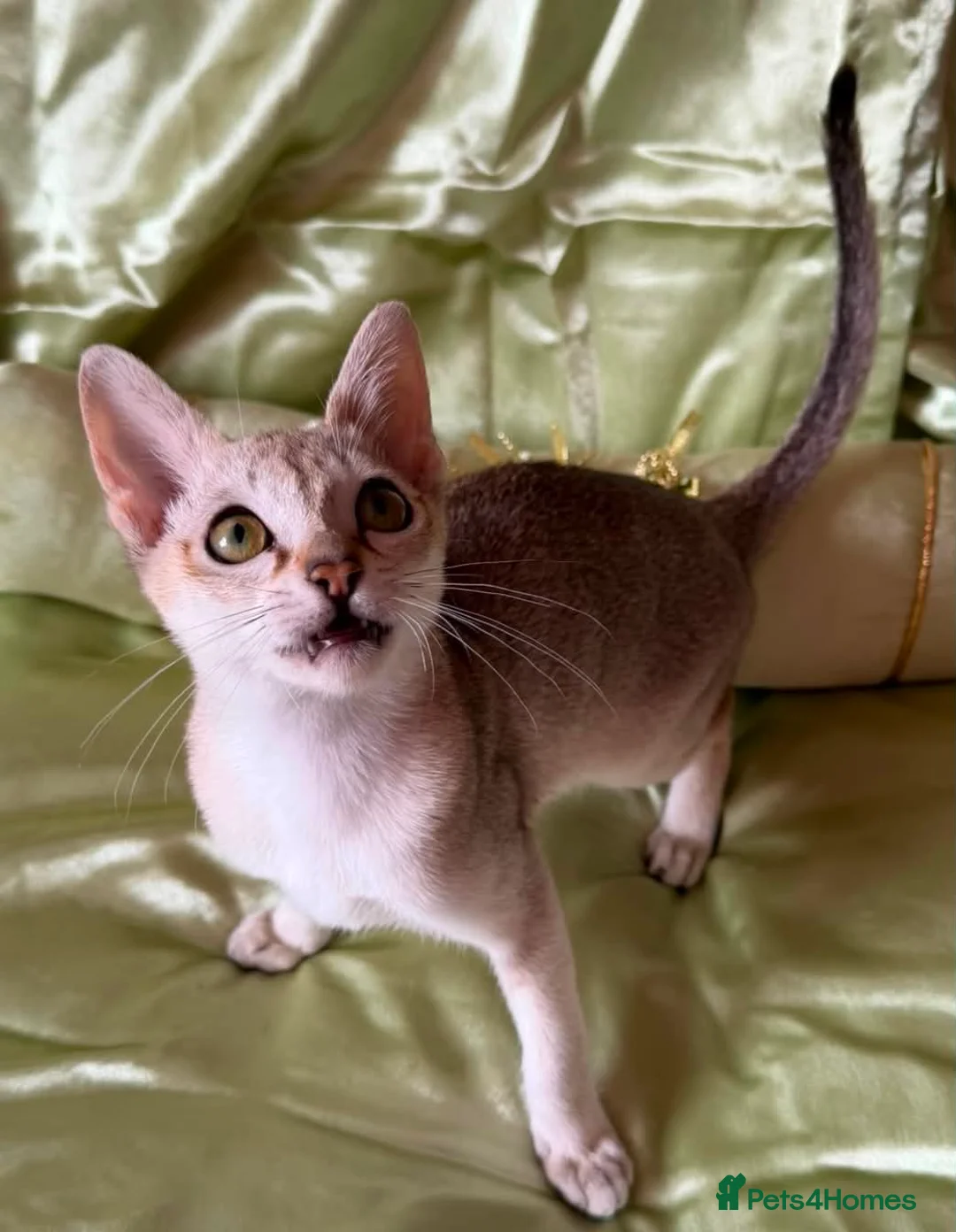 Singapura cats for sale: Rare Breed Singapura Kitten - Advert 2