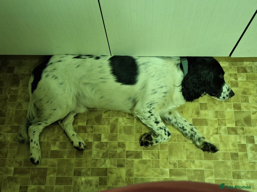 English Springer Spaniel dogs for stud: Beautiful Proven Springer Spaniel for stud. in Abertillery - Advert 17
