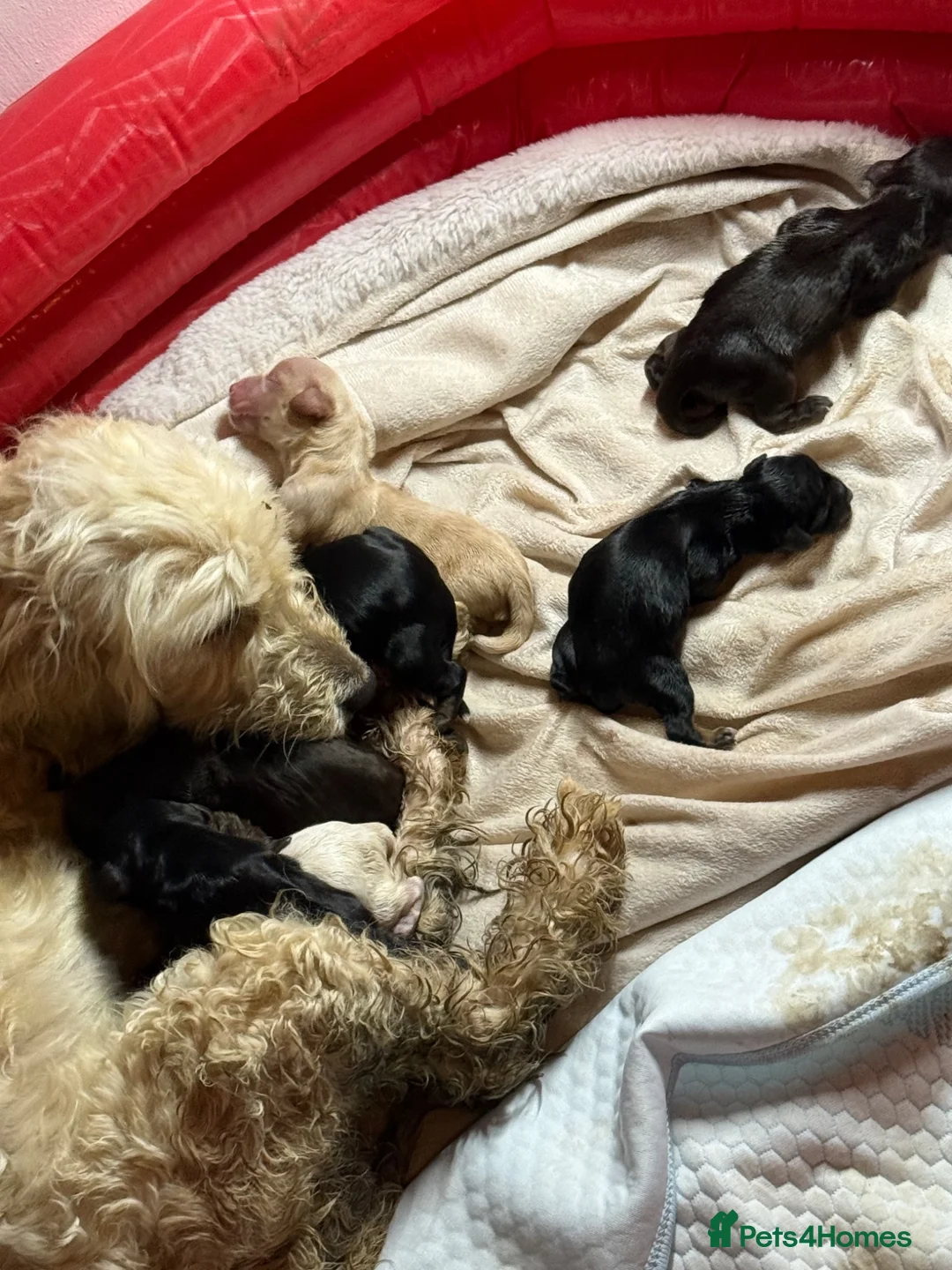 Cockapoo dogs for sale: F1B cockapoo  - Advert 2