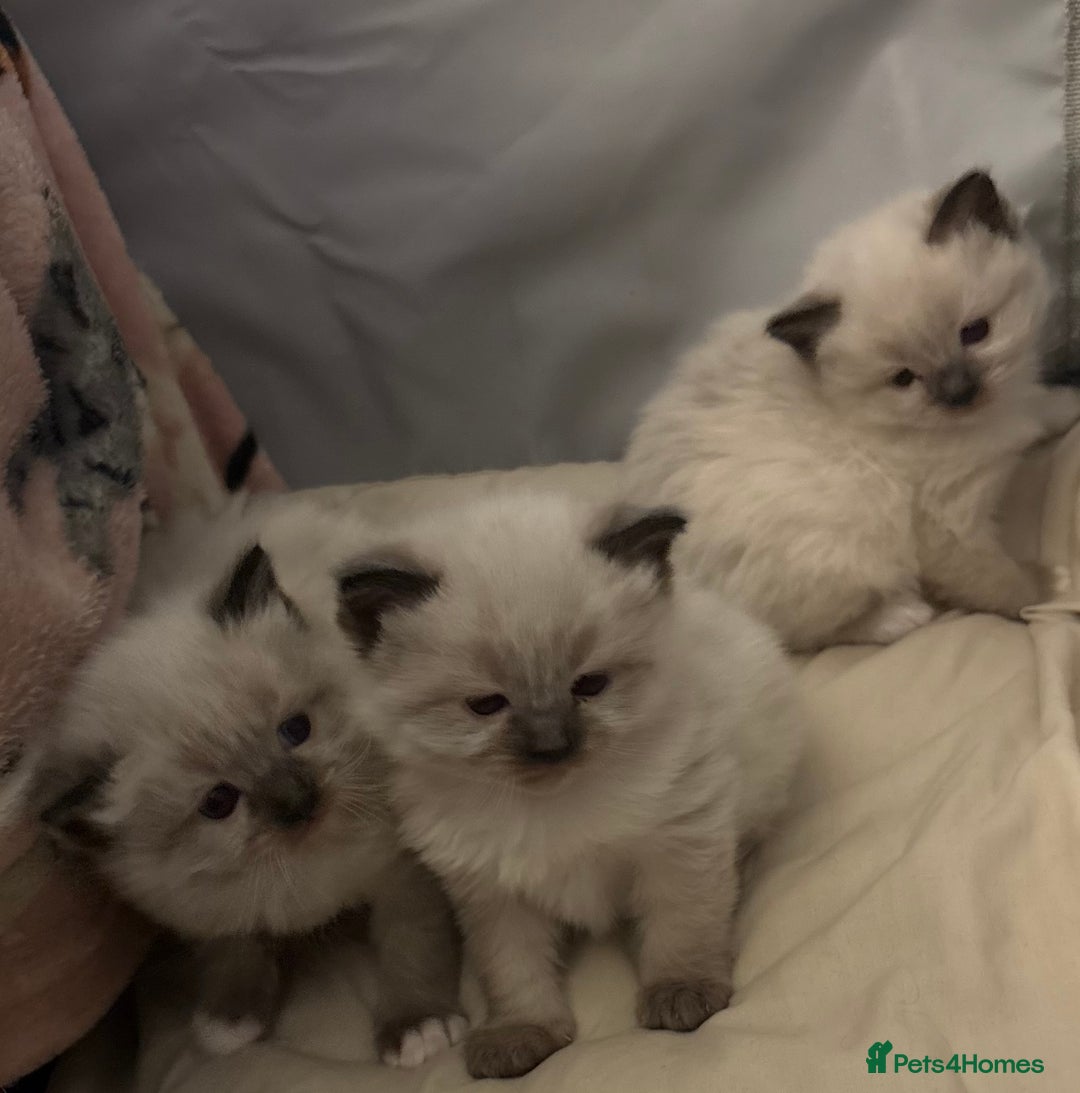 Ragdoll cats for sale: 🎁Gorgeous Ragdoll Kittens-ready from Dec 17th - Advert 3