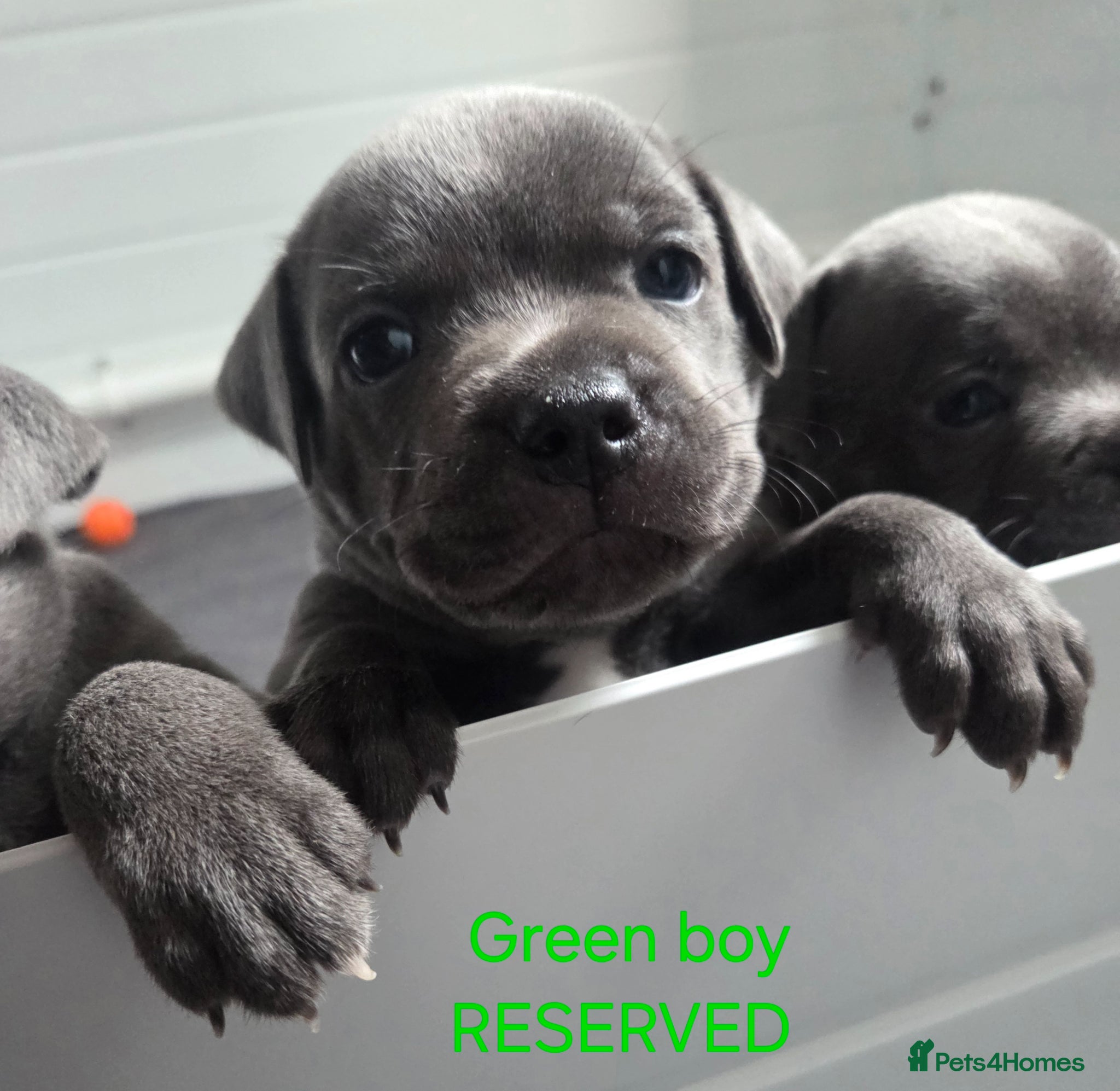 Staffordshire Bull Terrier dogs KC champ Staffies - Advert 14