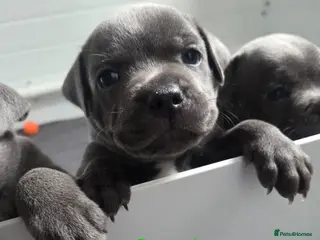 Staffordshire Bull Terrier dogs KC champ Staffies - Advert 14