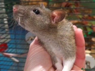 Rat rodents Baby rats - standard and dwarf - Advert 8