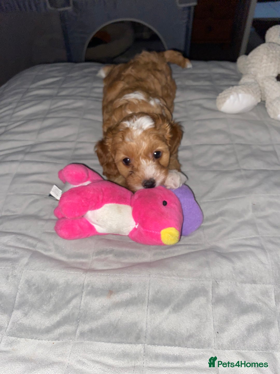Cockapoo dogs for sale: ADD UPTO DATEREAD IN FULL  - Advert 11