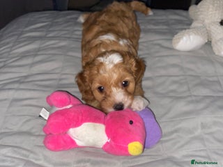 Cockapoo dogs F1b cockapoos 4 still available please read advert - Advert 14