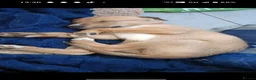 Lurcher dogs for sale: Lurcher Puppies. 5 boys and 1 girl left in Taunton - Advert 9