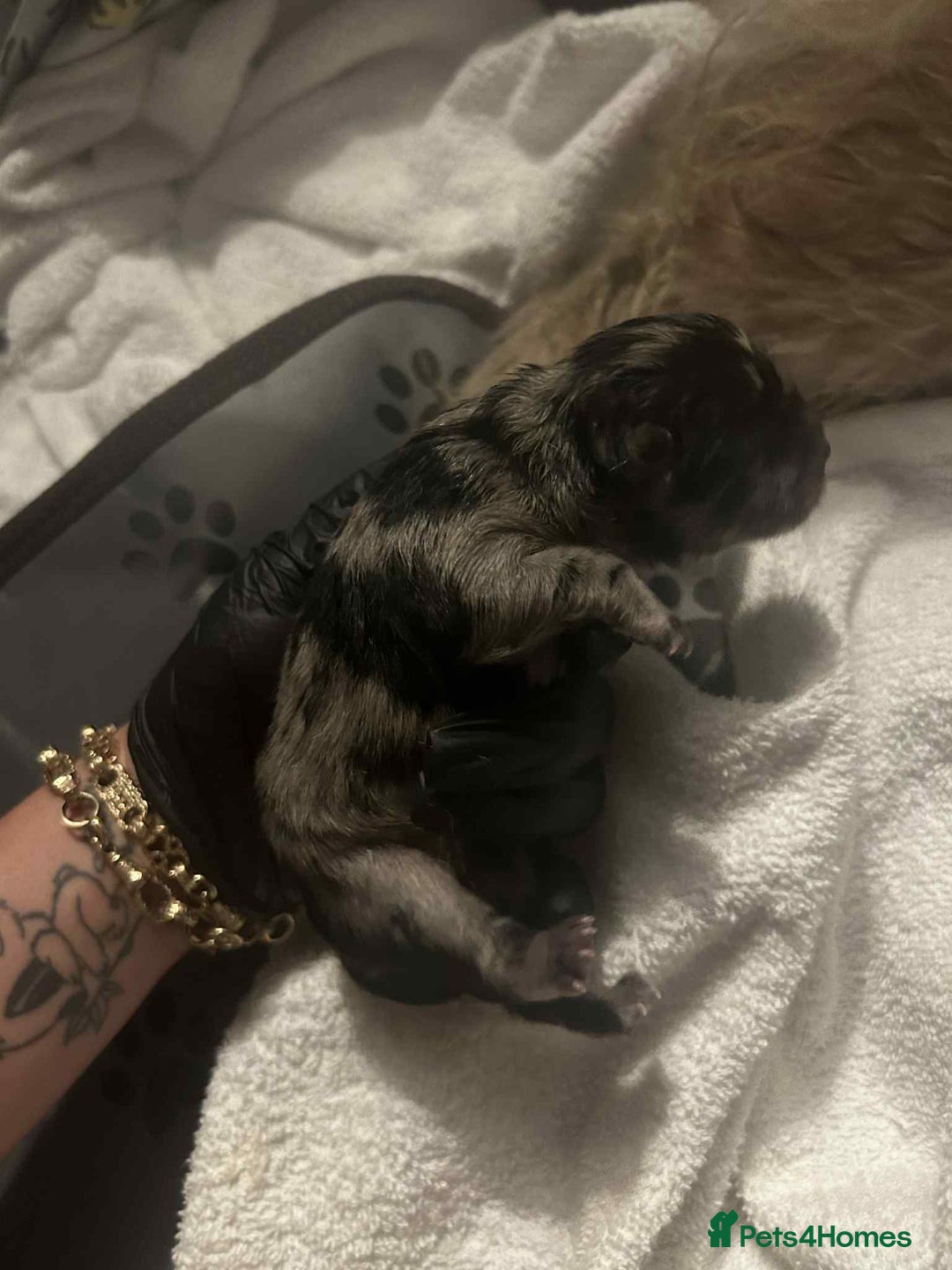 Chow Chow dogs for sale: Rare Chow chow puppies - Image 19