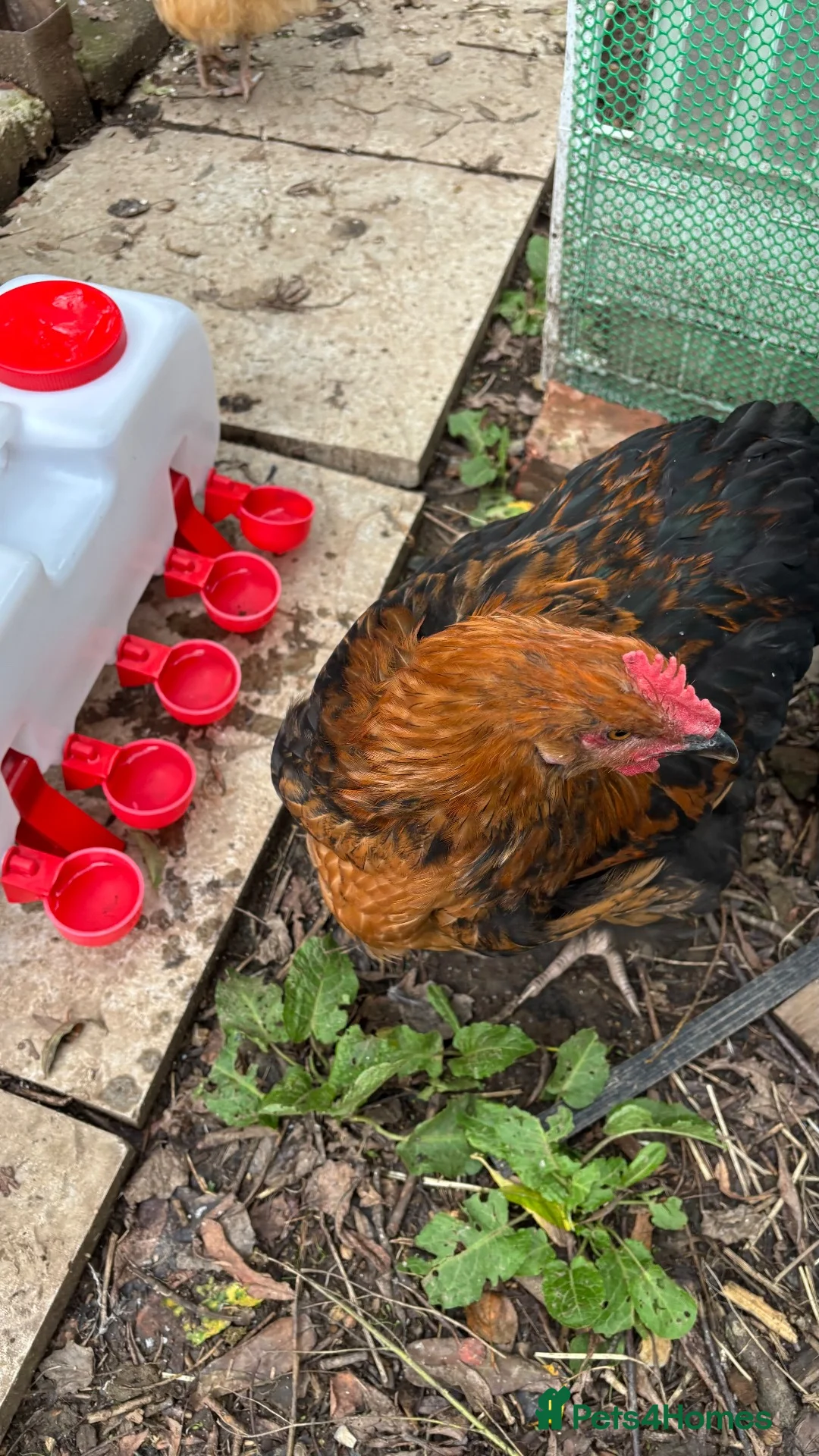 Chickens poultry for sale: Orpington Cockerels 12 weeks old  - Advert 16