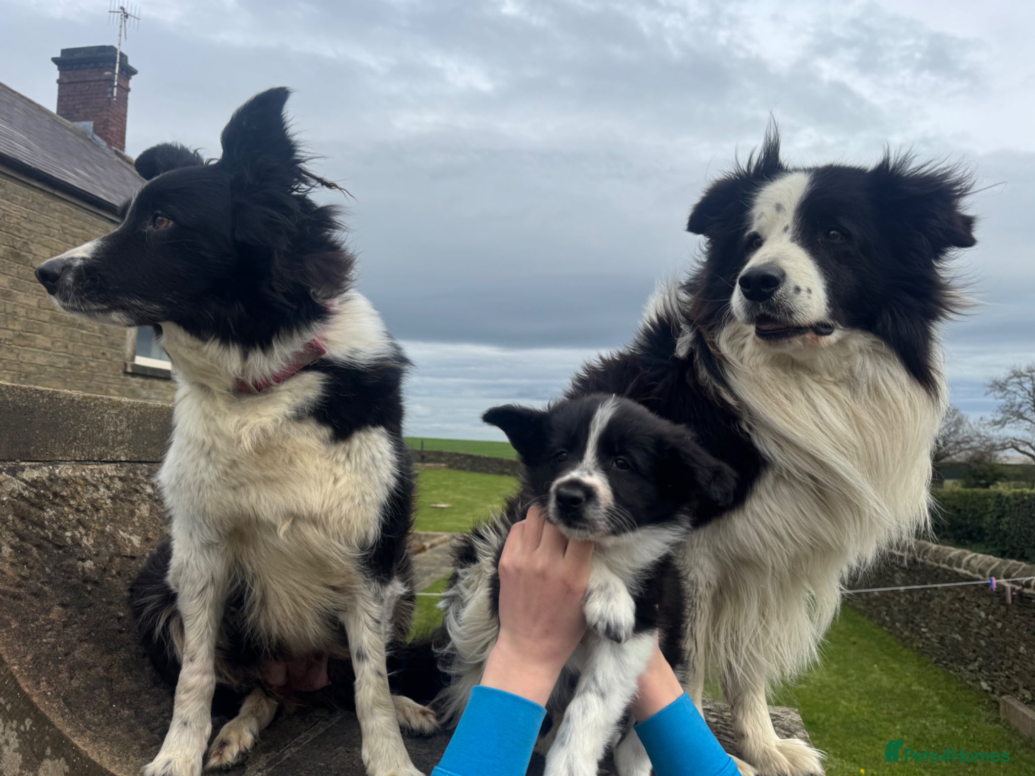 Border Collie dogs Border Collie female puppy (1 left) - Advert 1