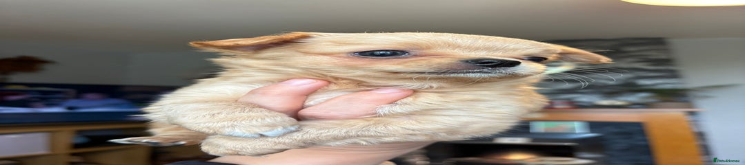 Chihuahua Puppy 2