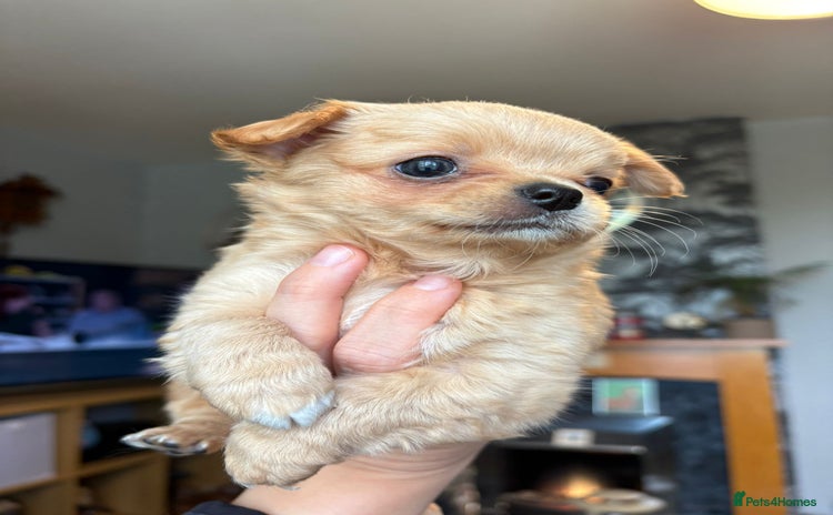 Chihuahua dogs - Advert 2