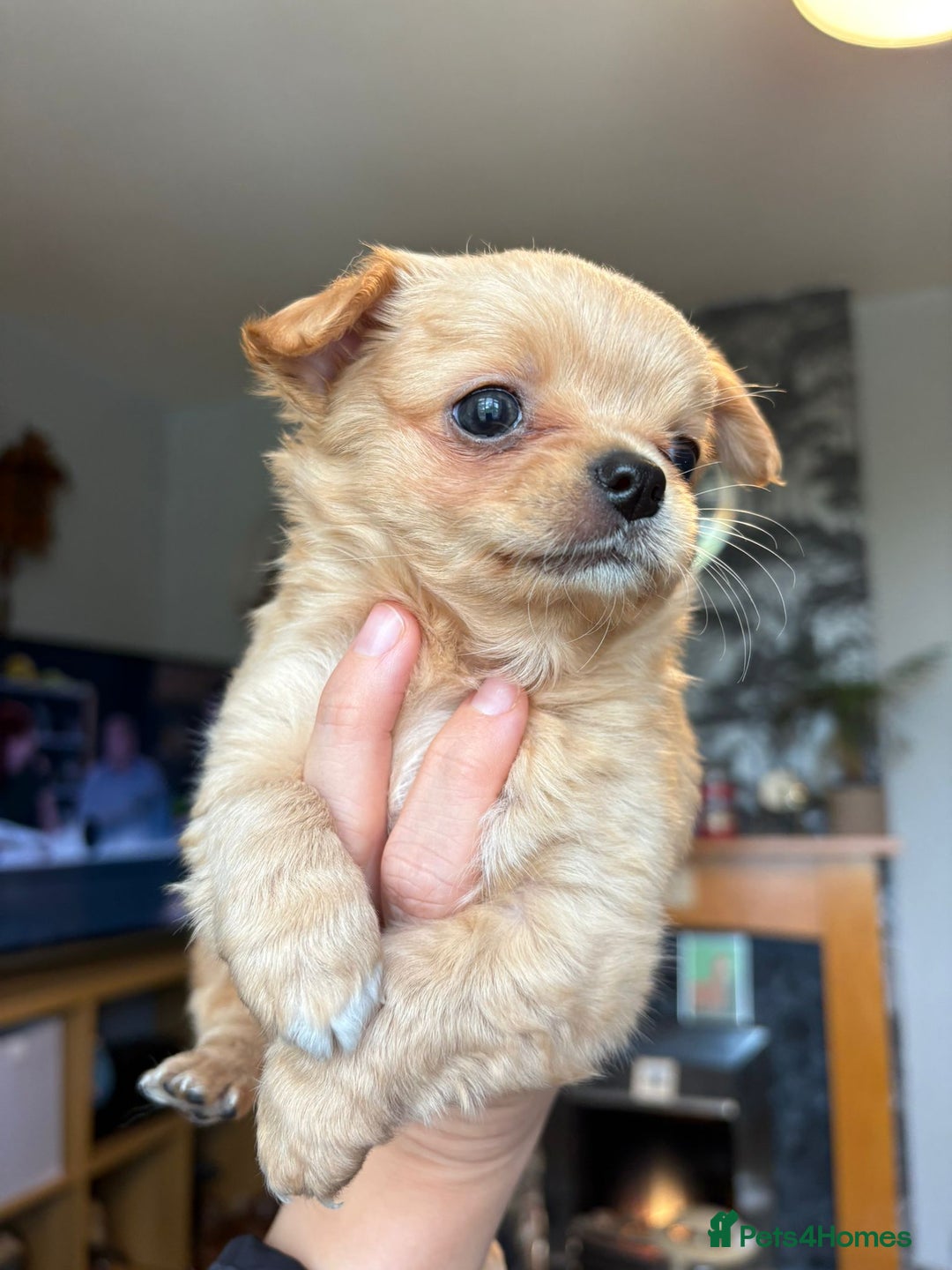 Chihuahua dogs for sale: Chihuahua Puppies - Image 1
