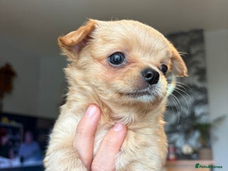 Chihuahua dogs - Advert 3