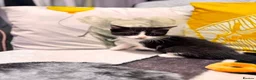 Mixed Breed cats for sale: Sweets without calories!! - Advert 14