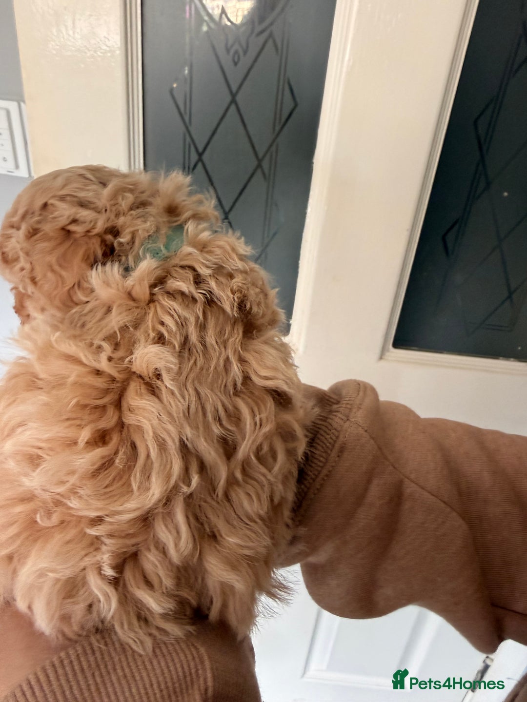 Poochon dogs for sale: Poochon Puppies  - Image 4